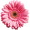 Gerbera