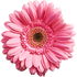 Gerbera