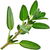 Thyme