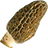 Morel