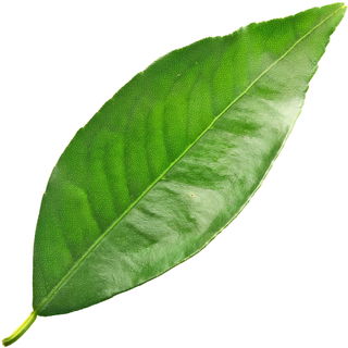 Clementine leaf