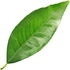 Clementine leaf