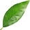 Clementine leaf
