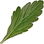 Verbena leaf