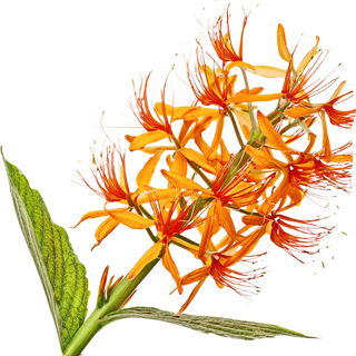 Kahili ginger