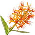 Kahili ginger