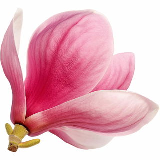rosa Magnolie
