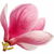 Pink magnolia