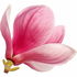 rosa Magnolie