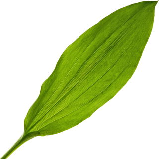 Bärlauch