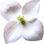 Dogwood
