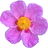 Cistus