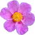 Spanish cistus absolute