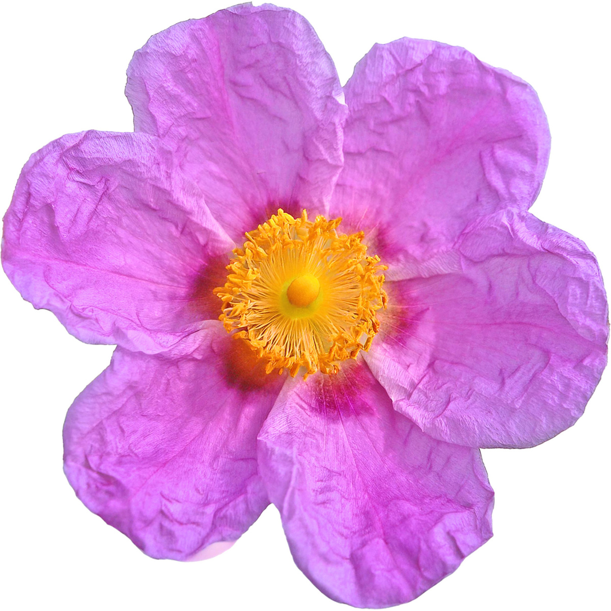 Zistrose