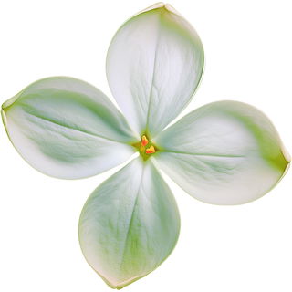 grüner Flieder