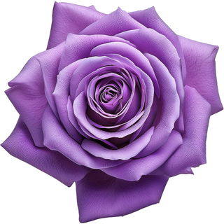 Purple rose