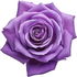 Purple rose