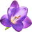 Purple freesia