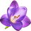 Purple freesia