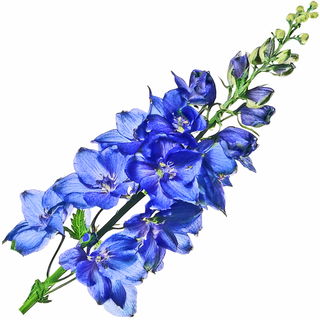 Delphinium