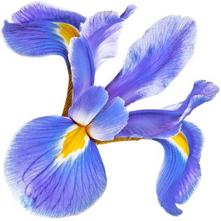 wilde Iris