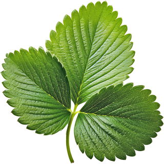 Erdbeerblatt Absolue