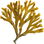 French bladderwrack