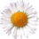 Erigeron