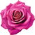 pinke Rose