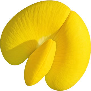 Peanut blossom