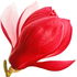 rote Magnolie