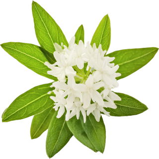 Woodruff