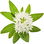 Woodruff