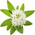 Woodruff