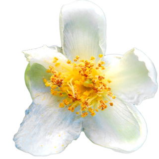 Teeblüte