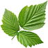 Raspberry leaf