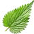 Nettle