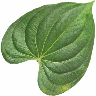 Kava-Kava CO2