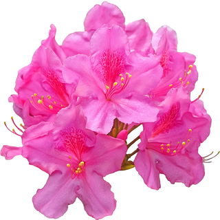 Alpenrose