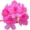 Alpine hedge rose