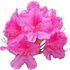 Alpenrose