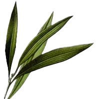 Teebaum