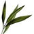 Tea tree