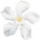 weißer Oleander