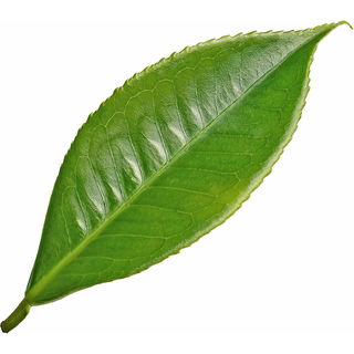 Kyobancha-Tee