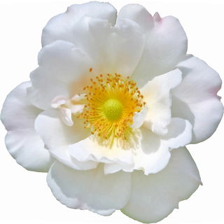 White muskrose