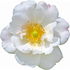 White muskrose