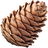 Larch cone
