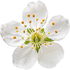 Sauerkirschblüte