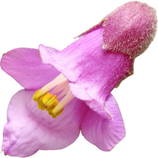 Lamiaceae